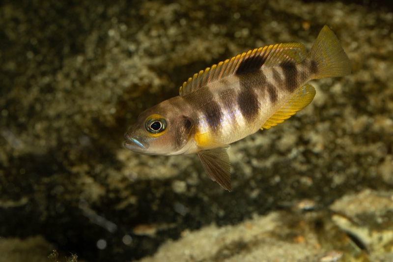 Lepidiolamprologus boulengeri 'Kigoma'